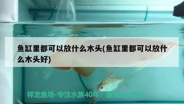 魚缸里都可以放什么木頭(魚缸里都可以放什么木頭好) 巴西亞魚