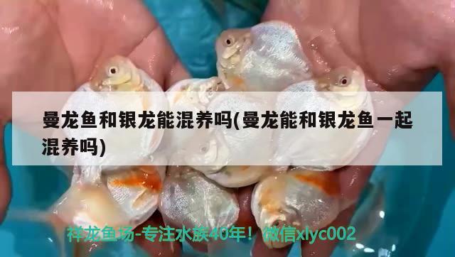 曼龍魚和銀龍能混養(yǎng)嗎(曼龍能和銀龍魚一起混養(yǎng)嗎)