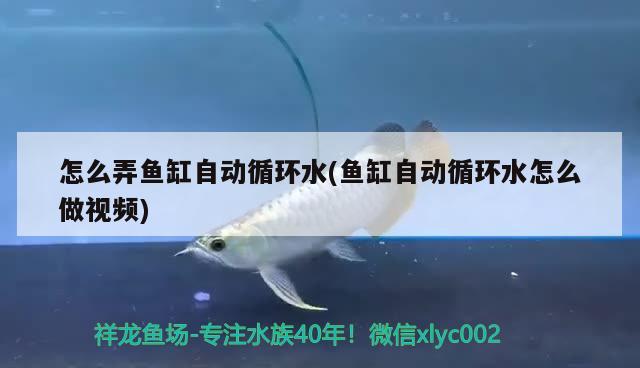 怎么弄魚缸自動循環(huán)水(魚缸自動循環(huán)水怎么做視頻)