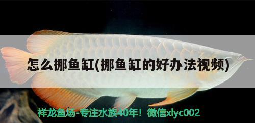 怎么挪魚缸(挪魚缸的好辦法視頻) 黃金眼鏡蛇雷龍魚