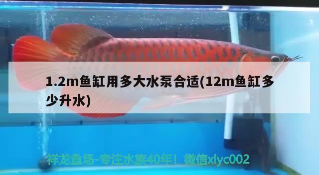 1.2m魚缸用多大水泵合適(12m魚缸多少升水)