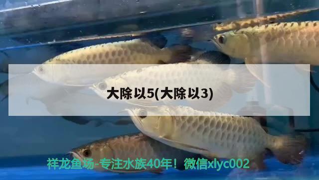 大除以5(大除以3) 觀賞魚