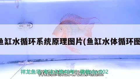 魚缸水循環(huán)系統(tǒng)原理圖片(魚缸水體循環(huán)圖)