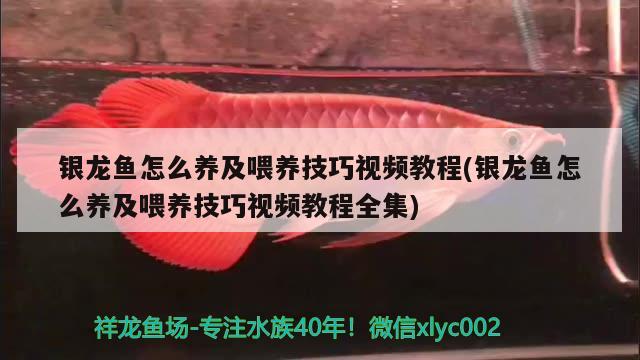 銀龍魚(yú)怎么養(yǎng)及喂養(yǎng)技巧視頻教程(銀龍魚(yú)怎么養(yǎng)及喂養(yǎng)技巧視頻教程全集) 銀龍魚(yú)百科