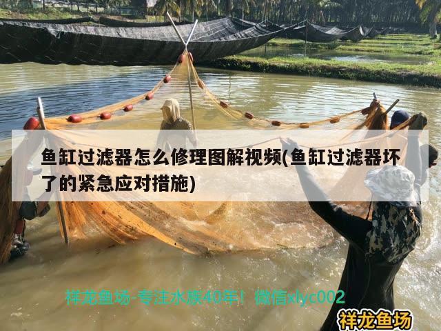 魚缸過(guò)濾器怎么修理圖解視頻(魚缸過(guò)濾器壞了的緊急應(yīng)對(duì)措施)