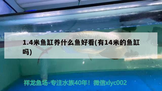 1.4米魚缸養(yǎng)什么魚好看(有14米的魚缸嗎) 紅尾平克魚