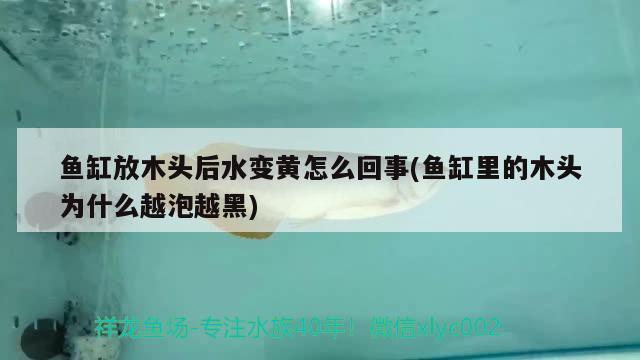 魚缸放木頭后水變黃怎么回事(魚缸里的木頭為什么越泡越黑)