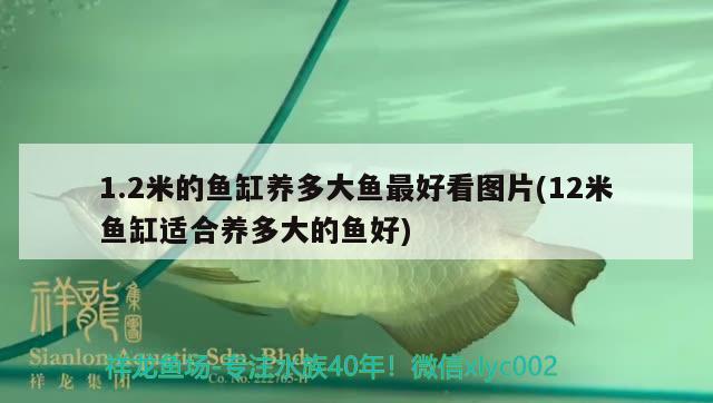 1.2米的魚缸養(yǎng)多大魚最好看圖片(12米魚缸適合養(yǎng)多大的魚好)