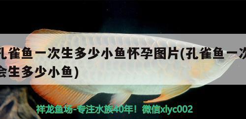 孔雀魚一次生多少小魚懷孕圖片(孔雀魚一次會生多少小魚) 觀賞魚