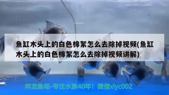 魚缸木頭上的白色棉絮怎么去除掉視頻(魚缸木頭上的白色棉絮怎么去除掉視頻講解)