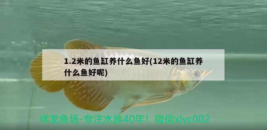 1.2米的魚(yú)缸養(yǎng)什么魚(yú)好(12米的魚(yú)缸養(yǎng)什么魚(yú)好呢) 玫瑰銀版魚(yú)