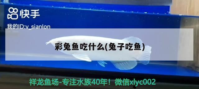 彩兔魚吃什么(兔子吃魚) 觀賞魚