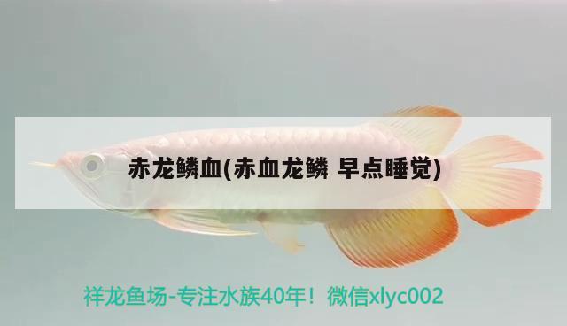 赤龍鱗血(赤血龍鱗早點(diǎn)睡覺(jué)) 觀賞魚