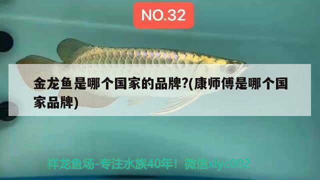 金龍魚是哪個國家的品牌?(康師傅是哪個國家品牌) 觀賞魚