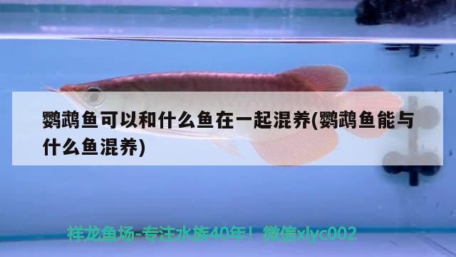 鸚鵡魚可以和什么魚在一起混養(yǎng)(鸚鵡魚能與什么魚混養(yǎng))