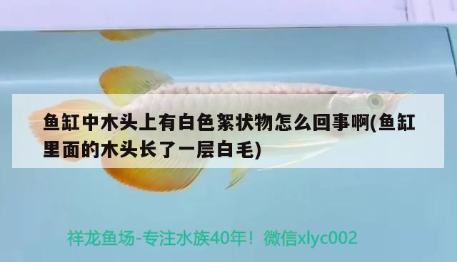 魚(yú)缸中木頭上有白色絮狀物怎么回事啊(魚(yú)缸里面的木頭長(zhǎng)了一層白毛)