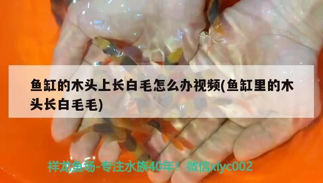 魚缸的木頭上長(zhǎng)白毛怎么辦視頻(魚缸里的木頭長(zhǎng)白毛毛)