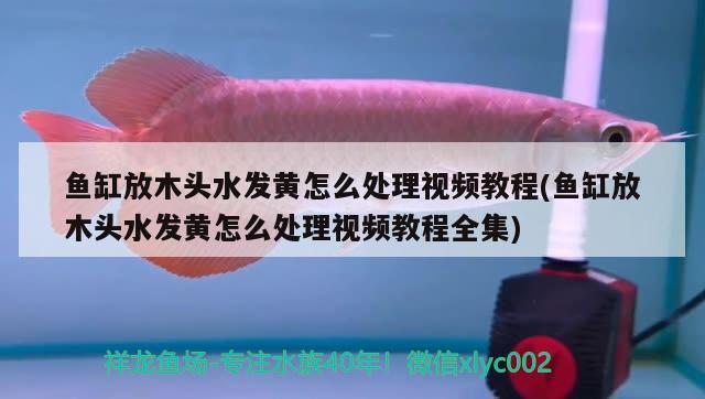 魚缸放木頭水發(fā)黃怎么處理視頻教程(魚缸放木頭水發(fā)黃怎么處理視頻教程全集)