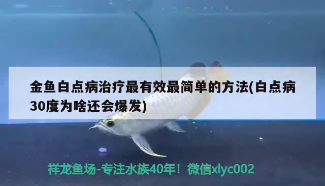 金魚白點病治療最有效最簡單的方法(白點病30度為啥還會爆發(fā)) 觀賞魚 第2張