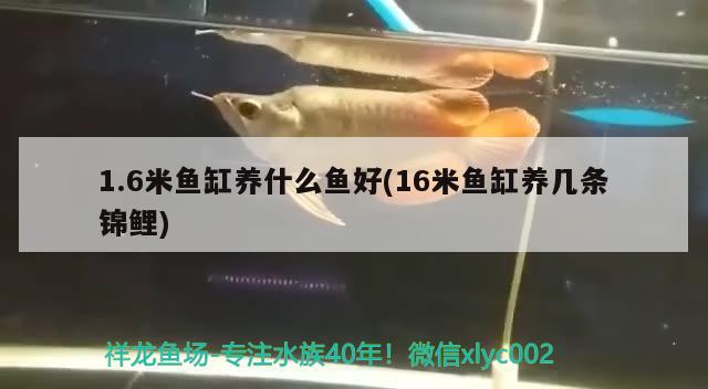 1.6米魚(yú)缸養(yǎng)什么魚(yú)好(16米魚(yú)缸養(yǎng)幾條錦鯉) 錦鯉池魚(yú)池建設(shè) 第2張