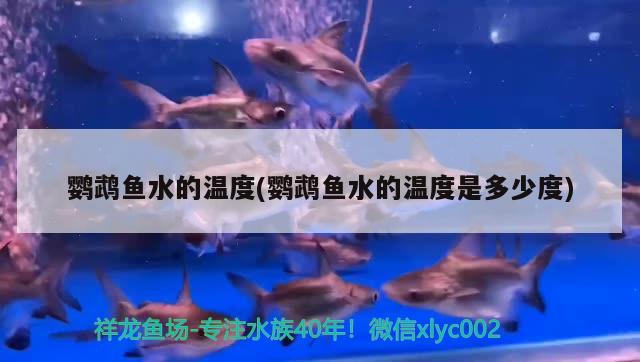 鸚鵡魚水的溫度(鸚鵡魚水的溫度是多少度) 鸚鵡魚