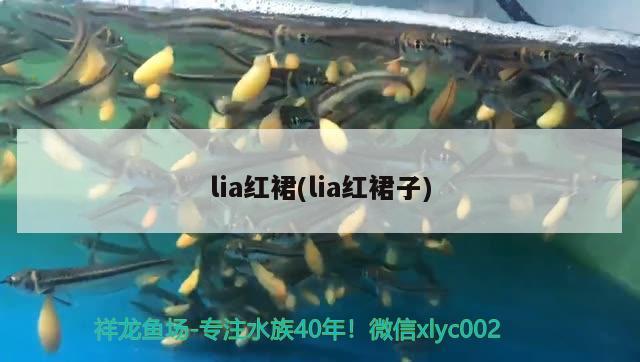 lia紅裙(lia紅裙子) 觀賞魚(yú)