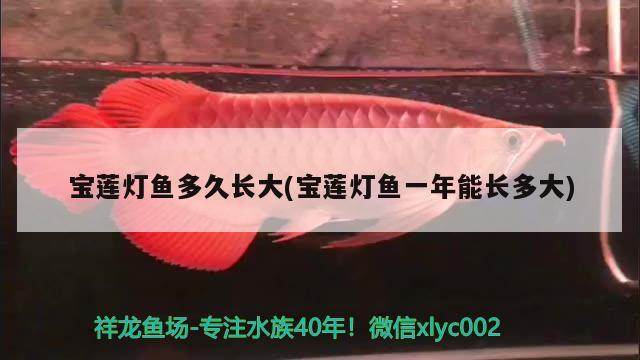 寶蓮燈魚(yú)多久長(zhǎng)大(寶蓮燈魚(yú)一年能長(zhǎng)多大) 觀賞魚(yú)