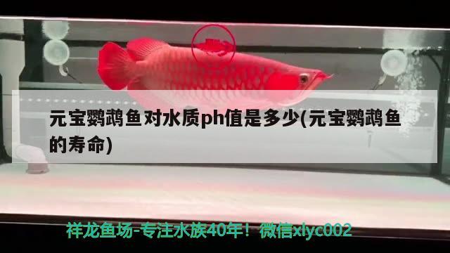 元寶鸚鵡魚對水質(zhì)ph值是多少(元寶鸚鵡魚的壽命)