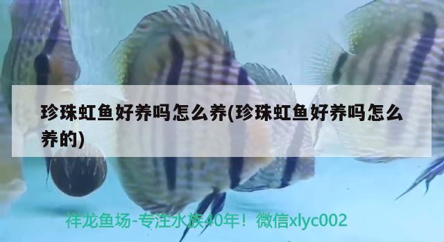 珍珠虹魚好養(yǎng)嗎怎么養(yǎng)(珍珠虹魚好養(yǎng)嗎怎么養(yǎng)的)