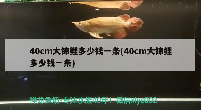 40cm大錦鯉多少錢一條(40cm大錦鯉多少錢一條)