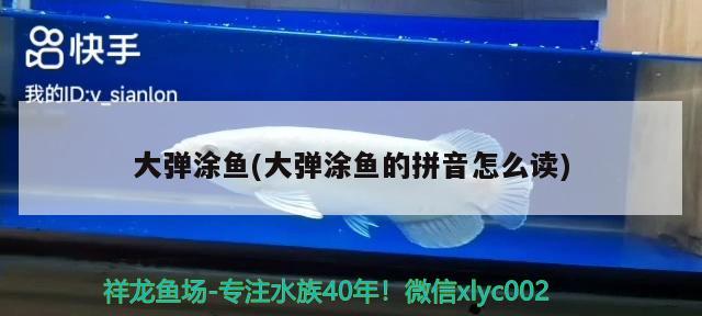 大彈涂魚(yú)(大彈涂魚(yú)的拼音怎么讀)