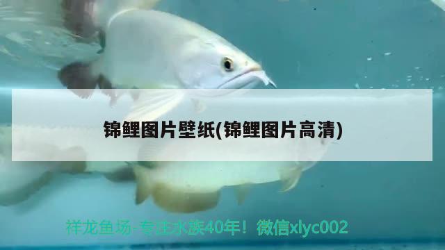 錦鯉圖片壁紙(錦鯉圖片高清) 觀賞魚