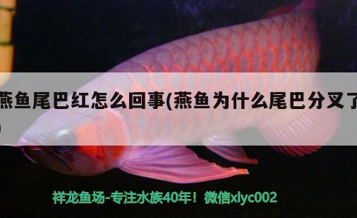 燕魚尾巴紅怎么回事(燕魚為什么尾巴分叉了) 觀賞魚