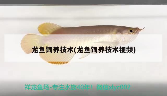 龍魚(yú)飼養(yǎng)技術(shù)(龍魚(yú)飼養(yǎng)技術(shù)視頻)