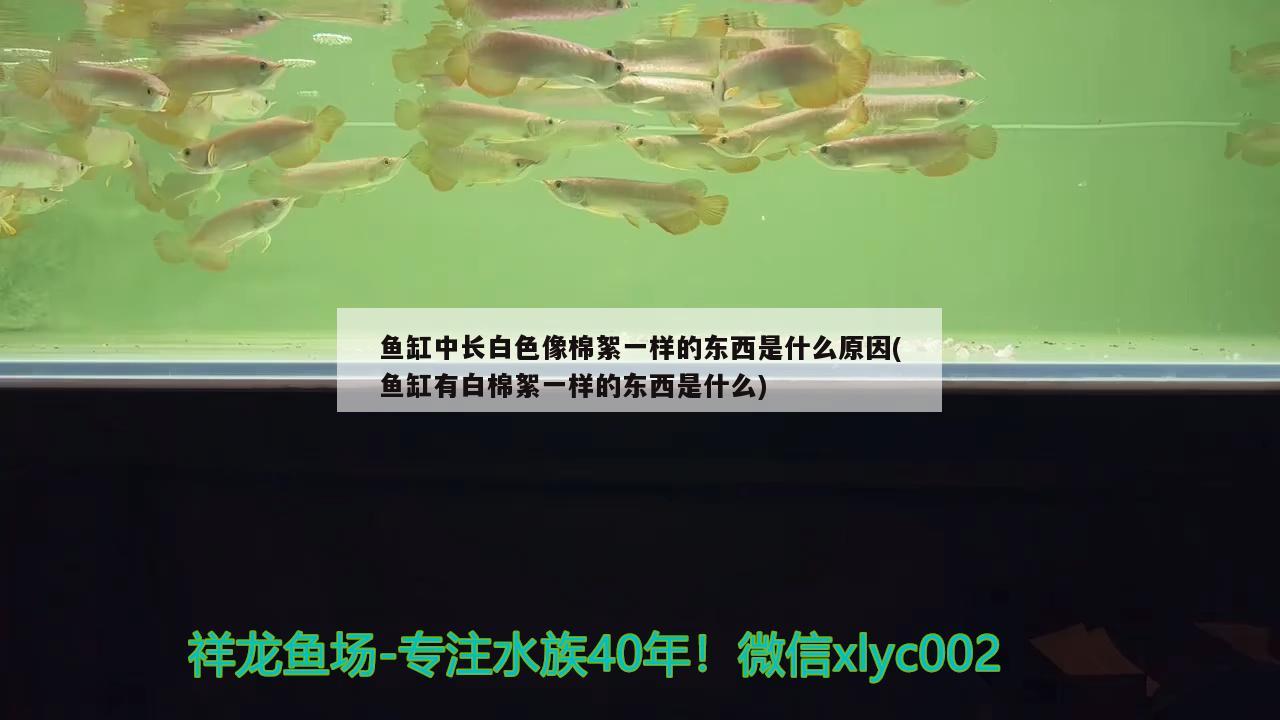 魚缸中長白色像棉絮一樣的東西是什么原因(魚缸有白棉絮一樣的東西是什么)