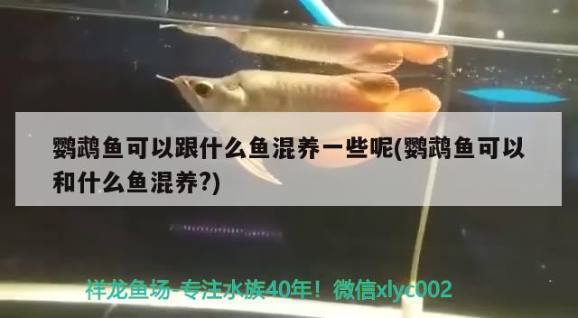 鸚鵡魚可以跟什么魚混養(yǎng)一些呢(鸚鵡魚可以和什么魚混養(yǎng)?) 鸚鵡魚