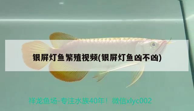 銀屏燈魚(yú)繁殖視頻(銀屏燈魚(yú)兇不兇)