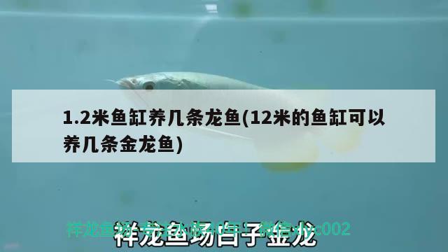 1.2米魚缸養(yǎng)幾條龍魚(12米的魚缸可以養(yǎng)幾條金龍魚)