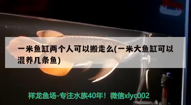 一米魚缸兩個(gè)人可以搬走么(一米大魚缸可以混養(yǎng)幾條魚)