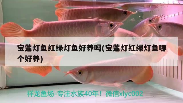 寶蓮燈魚紅綠燈魚好養(yǎng)嗎(寶蓮燈紅綠燈魚哪個(gè)好養(yǎng))