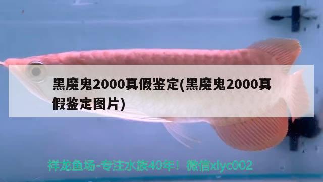 黑魔鬼2000真假鑒定(黑魔鬼2000真假鑒定圖片)