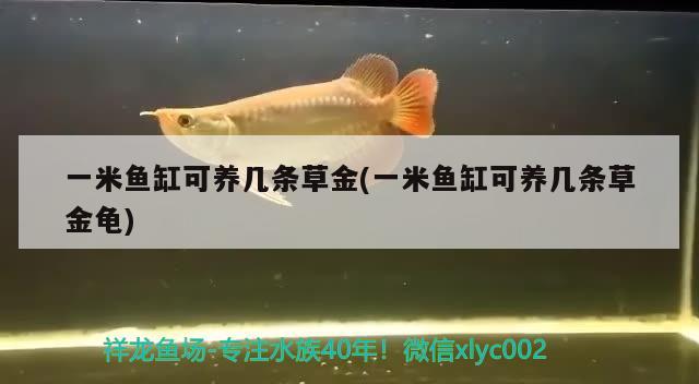 一米魚(yú)缸可養(yǎng)幾條草金(一米魚(yú)缸可養(yǎng)幾條草金龜) 烏龜