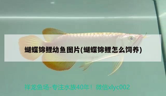 蝴蝶錦鯉幼魚圖片(蝴蝶錦鯉怎么飼養(yǎng)) 蝴蝶鯉