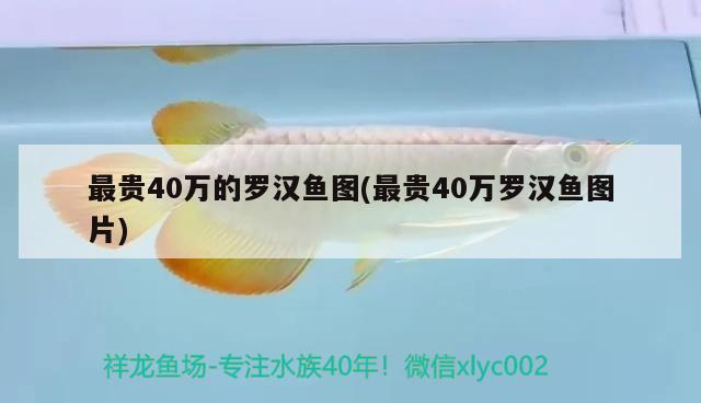 最貴40萬的羅漢魚圖(最貴40萬羅漢魚圖片) 羅漢魚