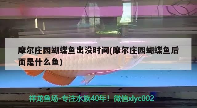 摩爾莊園蝴蝶魚(yú)出沒(méi)時(shí)間(摩爾莊園蝴蝶魚(yú)后面是什么魚(yú)) 蝴蝶鯉