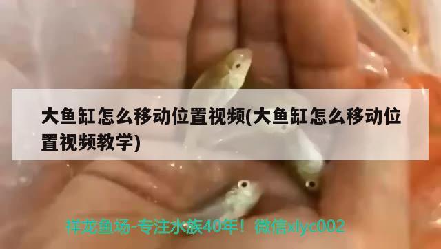 大魚缸怎么移動(dòng)位置視頻(大魚缸怎么移動(dòng)位置視頻教學(xué)) 水族燈（魚缸燈）