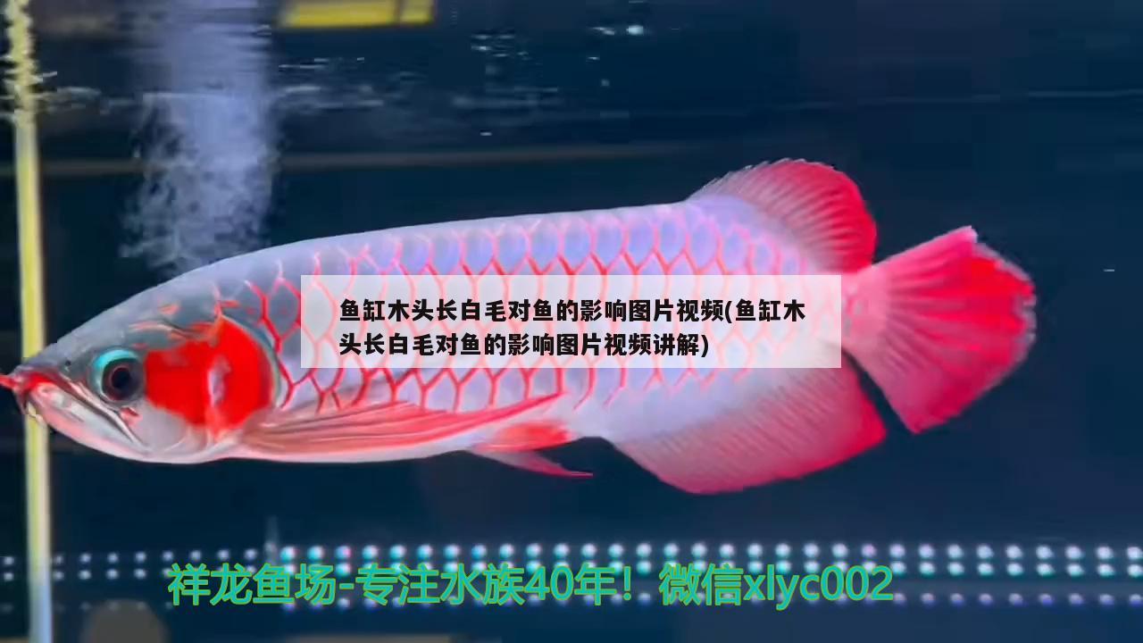 魚缸木頭長(zhǎng)白毛對(duì)魚的影響圖片視頻(魚缸木頭長(zhǎng)白毛對(duì)魚的影響圖片視頻講解)