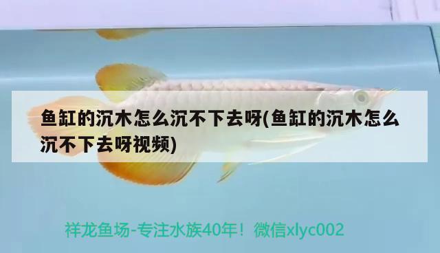 魚缸的沉木怎么沉不下去呀(魚缸的沉木怎么沉不下去呀視頻)