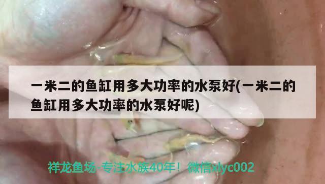 一米二的魚缸用多大功率的水泵好(一米二的魚缸用多大功率的水泵好呢)