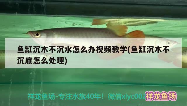 魚缸沉木不沉水怎么辦視頻教學(魚缸沉木不沉底怎么處理)